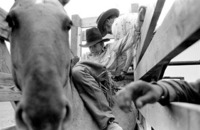 Bruce Ford's Rodeo School
Kersey, CO
© Sue Rosoff
All Rights Reserved