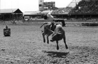 Floating Bull
Cheyenne, WY
© Sue Rosoff
All Rights Reserved