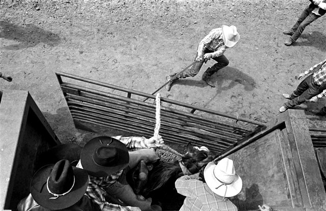 Out of the Chutes, Hayward, CA
© Sue Rosoff
All Rights Reserved : Rodeo : Sue Rosoff Photography