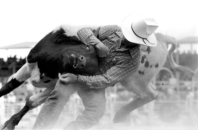 Buulldogger
Calgary Stampede
© Sue Rosoff
All Rights Reserved : Rodeo : Sue Rosoff Photography