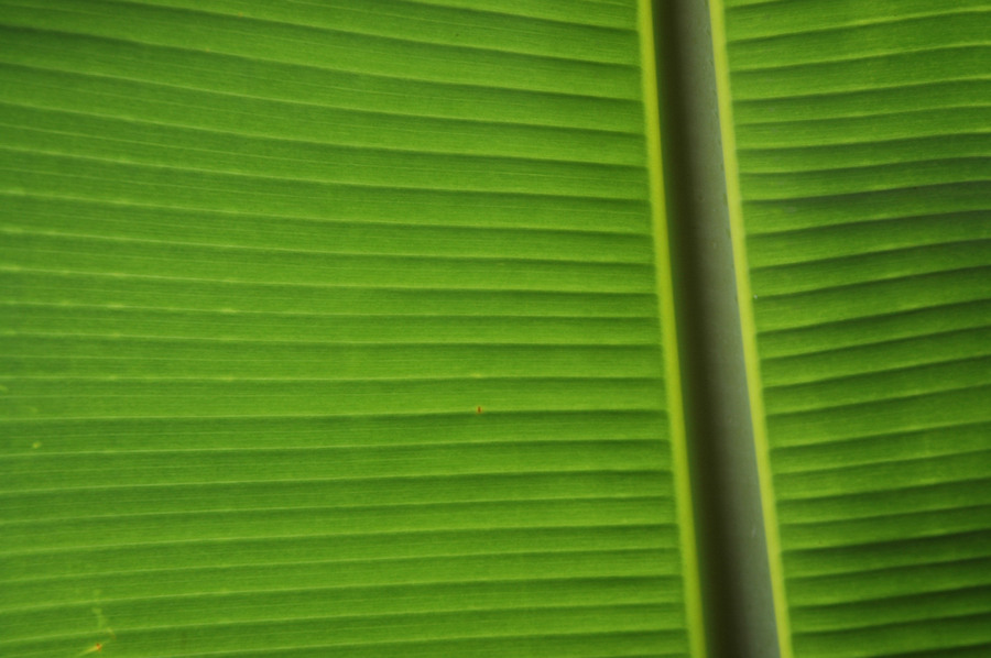 Banana Leaf, Kauai, Hawaii, © Sue Rosoff, All Rights Reserved : Pacific : Sue Rosoff Photography