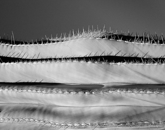 Saguaro
Borrego Springs, CA
© Sue Rosoff
All Rights Reserved : Various & Sundry : Sue Rosoff Photography