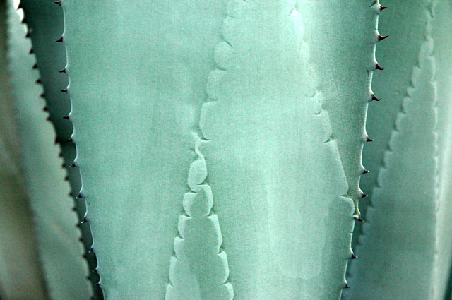Agave, Borrego Springs, California, © Sue Rosoff, All Rights Reserved : Various & Sundry : Sue Rosoff Photography