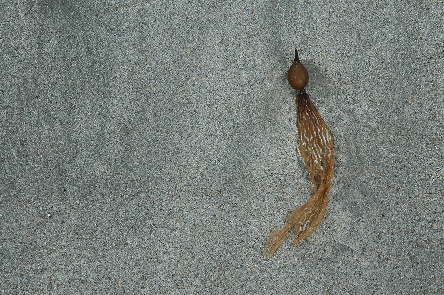 Macrocystis porifera, California giant kelp pod, Capistrano Beach, CA : Various & Sundry : Sue Rosoff Photography