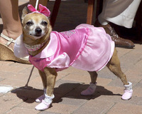 Pinkie, Laguna Beach, California, © Sue Rosoff, All Rights Reserved