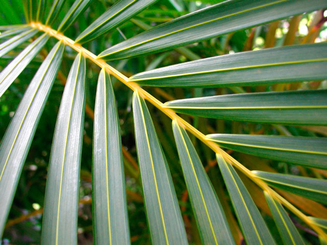 Palm frond, Kwajalein, RMI, © Sue Rosoff, all rights reserved : The Marshall Islands : Sue Rosoff Photography