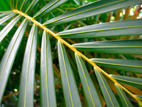 Palm frond, Kwajalein, RMI, © Sue Rosoff, all rights reserved