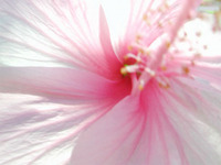 Pink Hibiscus, Kwajalein, RMI, © Sue Rosoff, all rights reserved
