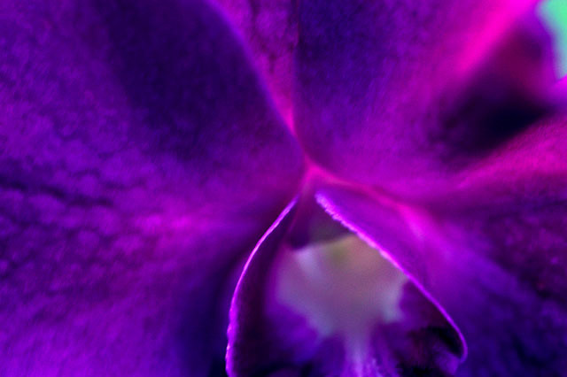 Orchid, Kwajalein, RMI, © Sue Rosoff, all rights reserved : The Marshall Islands : Sue Rosoff Photography