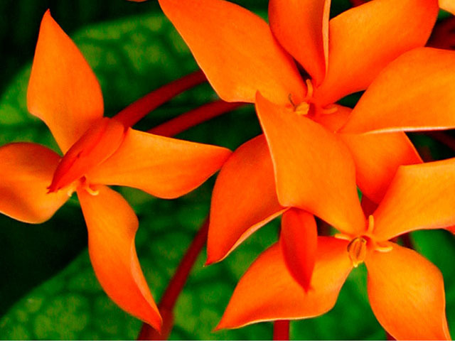 Orange Ixora, Kwajalein, RMI, © Sue Rosoff, all rights reserved : The Marshall Islands : Sue Rosoff Photography