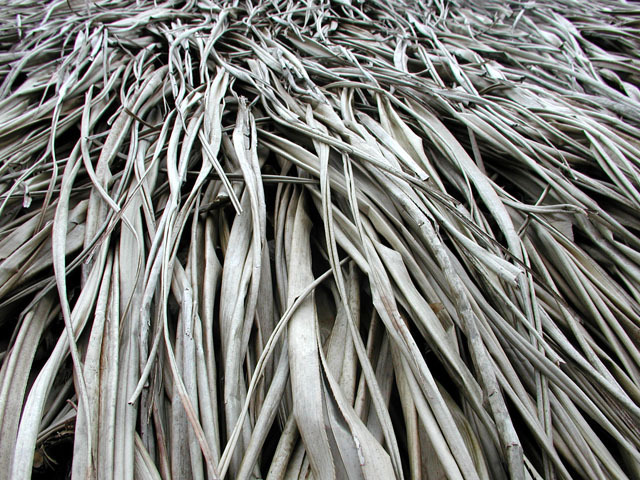 Thatch of pandanus, Ebeye, Kwajalein, RMI, © Sue Rosoff, all rights reserved : The Marshall Islands : Sue Rosoff Photography