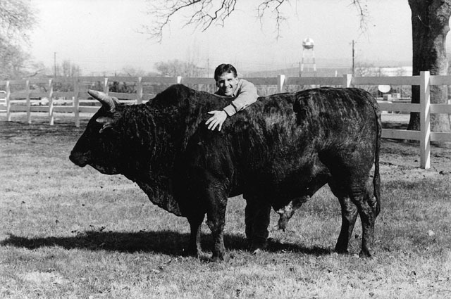 Red Rock and John Growney, 1989, Red Bluff, CA
© Sue Rosoff, all rights reserved : Lane Frost and Red Rock : Sue Rosoff Photography