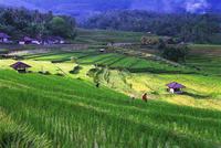 Ray of Sun on Rice Fields
Bali
© Sue Rosoff
All Rights Reserved