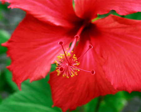 Red Hibiscus, Kwajalein, RMI, © Sue Rosoff, all rights reserved
