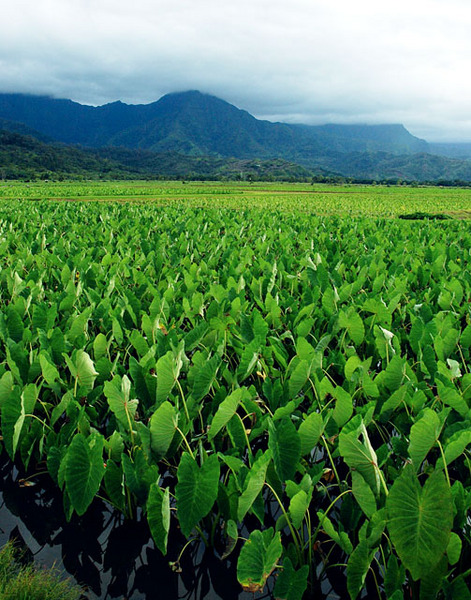 Taro Field At Hanalei, Kauai, Hawaii, © Sue Rosoff, All Rights Reserved