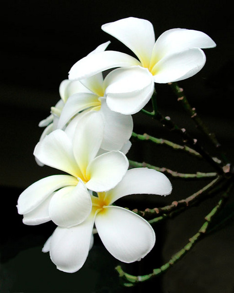 Plumerias, Kwajalein, RMI, © Sue Rosoff, all rights reserved