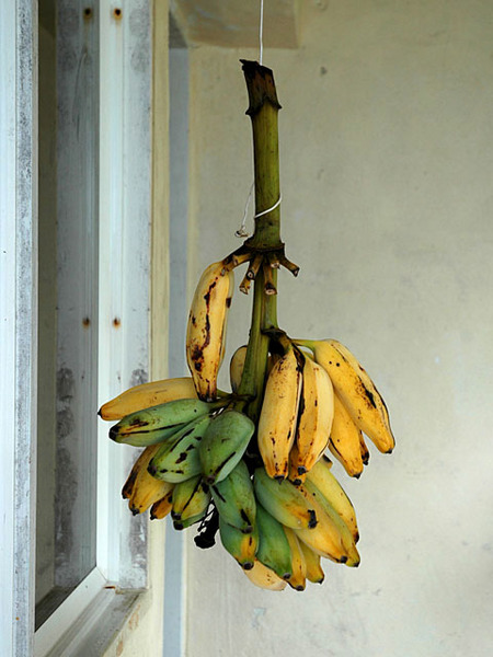 Banana's at Annie's in Ajeltake, Majuro,  RMI, © Sue Rosoff, all rights reserved