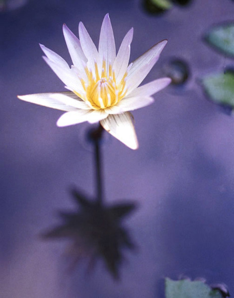 Water Lily
Bali
© Sue Rosoff
All Rights Reserved