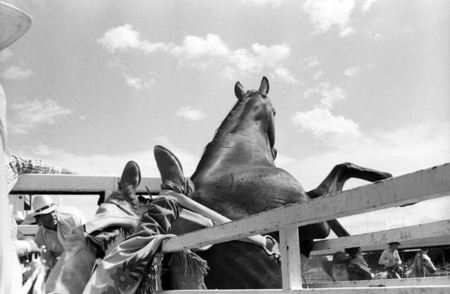 Wreck
Cheyenne Frontier Days
© Sue Rosoff
All Rights Reserved