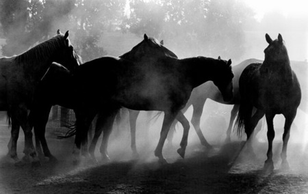 Dusty Horses
Red Bluff
© Sue Rosoff
All Rights Reserved