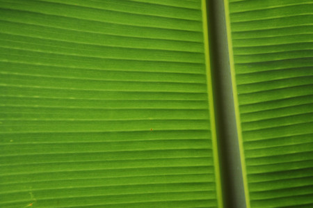 Banana Leaf, Kauai, Hawaii, © Sue Rosoff, All Rights Reserved