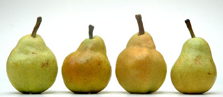 Pears
© Sue Rosoff
All Rights Reserved