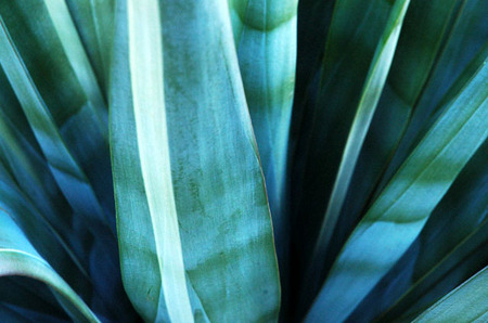 Century Plant, 
Borrego Springs, CA
© Sue Rosoff
All Rights Reserved