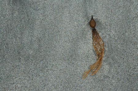 Macrocystis porifera, California giant kelp pod, Capistrano Beach, CA