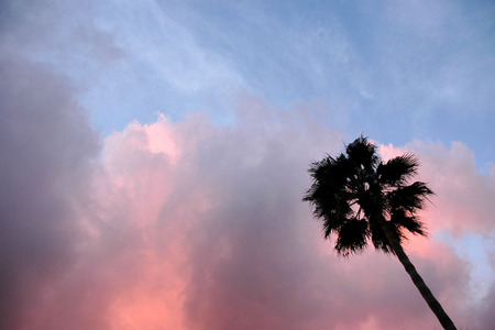 Palm and cloud, Capistrano Beach, California, © Sue Rosoff, All Rights Reserved