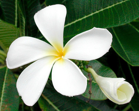 Plumeria and bud, Kwajalein, RMI, © Sue Rosoff, all rights reserved