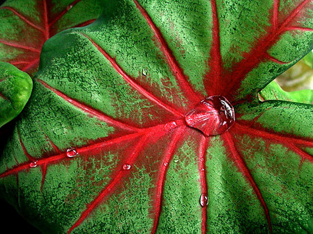 Jewel of rain on Caladium lear at Scarlett's, Kwajalein, RMI, © Sue Rosoff, all rights reserved