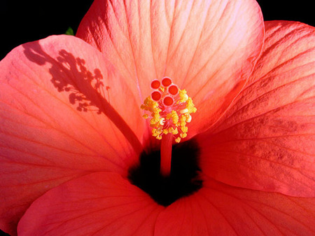 Val's Hibiscus, Kwajalein, RMI, © Sue Rosoff, all rights reserved