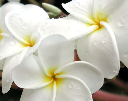 Wet Plumerias, Kwajalein, RMI, © Sue Rosoff, all rights reserved