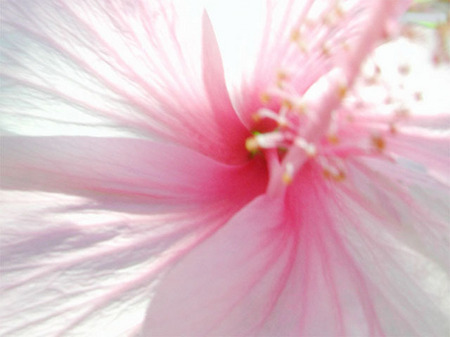 Pink Hibiscus, Kwajalein, RMI, © Sue Rosoff, all rights reserved