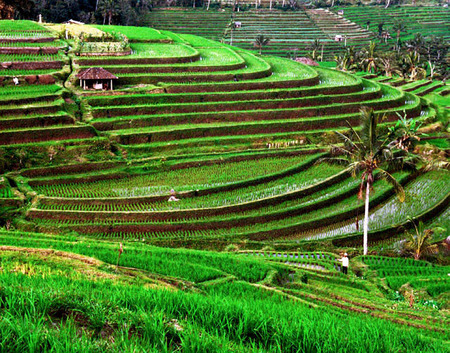 Rice Fields
Bali
© Sue Rosoff
All Rights Reserved