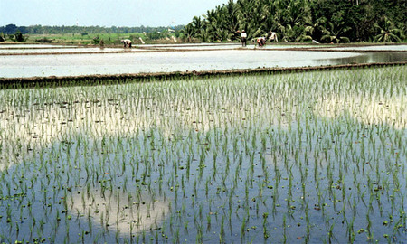 Clouds in Rice
Bali
© Sue Rosoff
All Rights Reserved