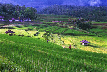 Ray of Sun on Rice Fields
Bali
© Sue Rosoff
All Rights Reserved